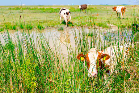 A herd of domestic cows on the shore near pond at the watering hole, one curious looking at the camera, posing.の写真素材