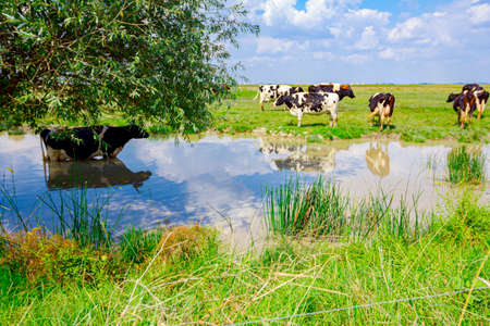 Herd of domestic cows are grazing grass on the pasture at shore by a pond, one is standing in water...