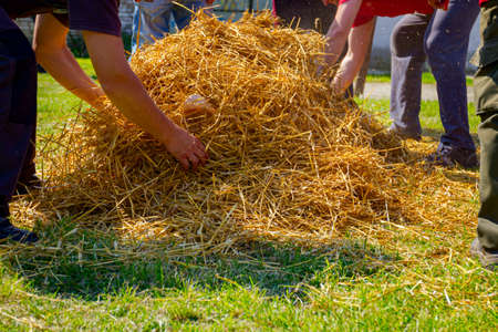 Teamwork of butchers puts the pile of straw on pig, preparing it for burning hair from pigskin.の写真素材