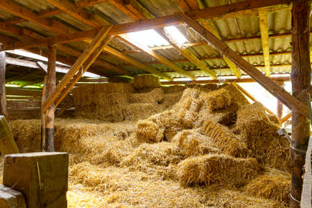 Pile of square bales of straw in ancient, old wooden stable.