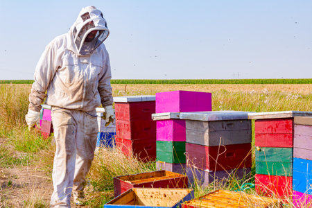 Beekeeper is controlling situation in lined wooden colorful beehives, bee colony.