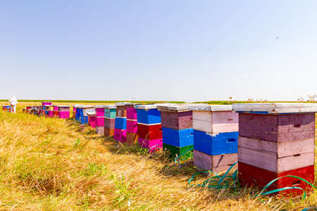 Wooden colorful beehives in a row are placed on a meadow.の写真素材