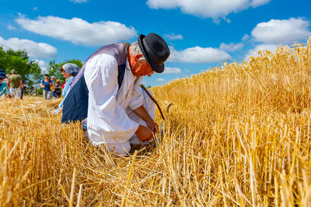 Muzlja, Vojvodina, Serbia, - July 03, 2021; XXXVIII Traditionally wheat harvest.Senior man ties...