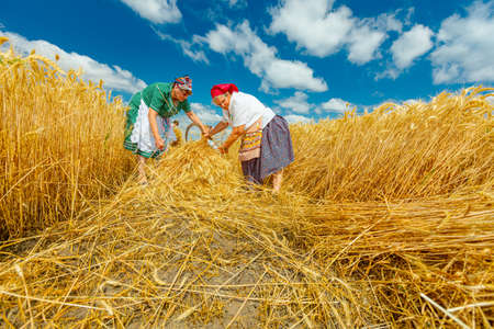 Muzlja, Vojvodina, Serbia, - July 03, 2021; XXXVIII Traditionally wheat harvest Women is gathering...