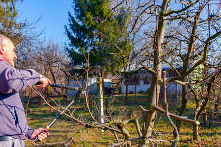 Farmer is pruning branches of fruit trees in orchard using long loppers at early springtime.