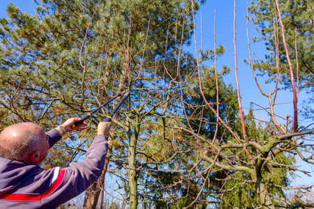 Farmer is pruning branches of fruit trees in orchard using long loppers at early springtime.
