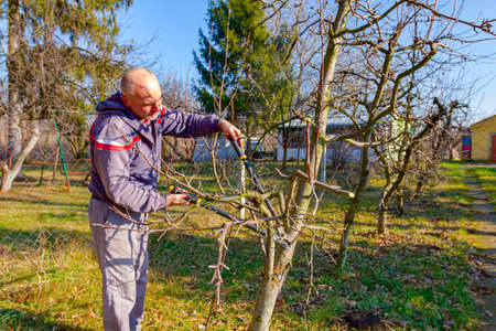 Farmer is pruning branches of fruit trees in orchard using long loppers at early springtime.