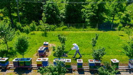 Above view over beekeeper as cutting grass among beehives arranged in a row, line, bee colony with...
