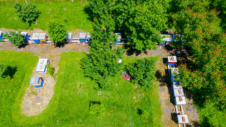Above view over beekeeper as cutting grass among beehives arranged in a row, line, bee colony with...