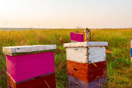 Beekeeper's smoker placed on beehive on the meadow, bee farm.