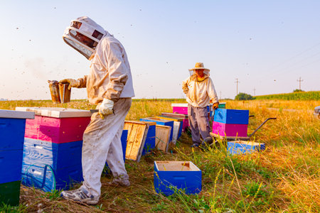 Beekeeper is taking out the honeycomb on wooden frame to control situation in bee colony, the other is waiting to pack frames on the wheelbarrow.の写真素材