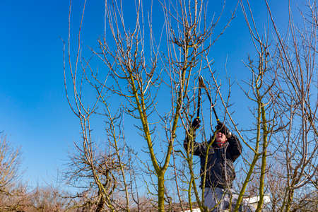 Farmer is pruning branches of fruit trees in orchard using long loppers at early springtime day...