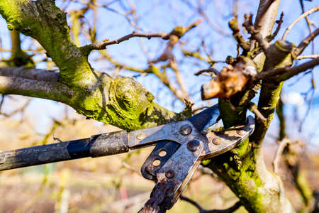 Mechanism and blade of long loppers as pruning branches of fruit trees in orchard at early...