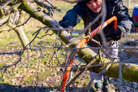 Elderly farmer, gardener is cutting strong branch of apple tree using bow saw in orchard at early springtime.の写真素材