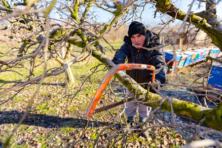 Elderly farmer, gardener is cutting strong branch of apple tree using bow saw in orchard at early...