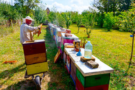 Beekeeper is taking out the honeycomb on wooden frame to control situation in bee colony and pack...