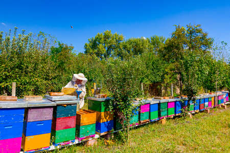 Beekeeper is having activity in his apiary, pouring sugar and water syrup from balloon into a bottle...