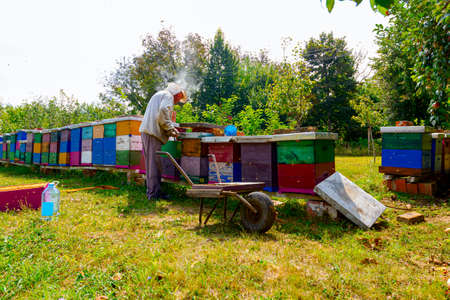 Beekeeper is taking out the honeycomb on wooden frame to control situation in bee colony and pack...
