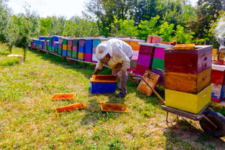 Thrown beehive wooden frames on the ground with green grass, apiarist collects it and puts in the...