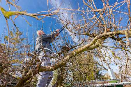 Elderly man, gardener is climbed up in treetop, he is pruning branches of fruit trees using loppers...