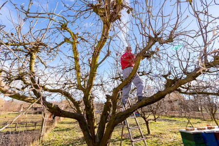 Elderly man, gardener is climbed up in treetop, he is pruning branches of fruit trees using loppers at early springtime.の写真素材