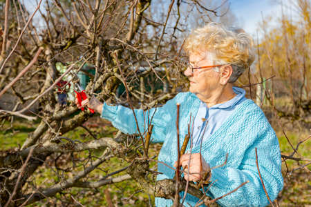 Senior woman is pruning branches of fruit trees in orchard using loppers at early springtime.