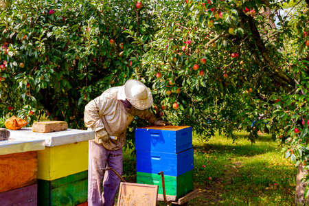 Beekeeper is taking out the honeycomb on wooden frame to control situation in bee colony and pack...