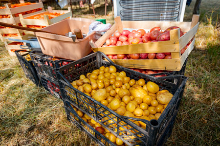 Pile of sorted white raw unpeeled young potatoes in a black plastic crate placed on the grassy...
