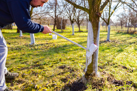 Farmer use brush, whitewashing fruit trunk as method of heat protection of Sun, slows down...