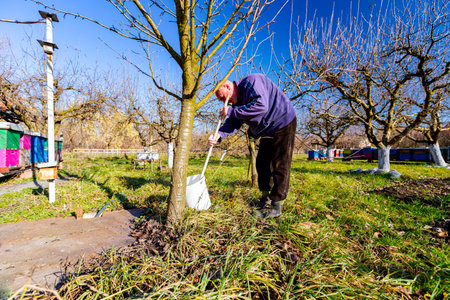 Farmer use brush, whitewashing fruit trunk as method of heat protection of Sun, slows down vegetation, blooming at early spring. Painting lime against diseases, fungus, or damage bark by rodents.の写真素材