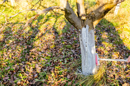 Farmer use brush, whitewashing fruit trunk as method of heat protection of Sun, slows down...