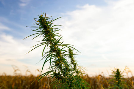 Industrial hemp, Cannabis sativa, is growing wild next to the field of dry corn in autumn.の写真素材