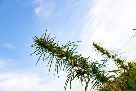 Industrial hemp, Cannabis sativa, is growing wild next to the field of dry corn in autumn.