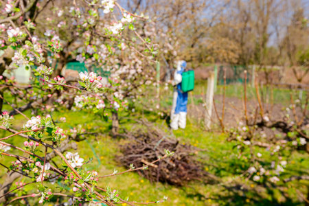Young blossom buds with pink and white petals on the branch of apple tree in orchard at early...