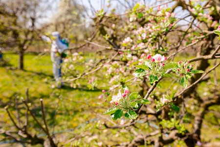 Young blossom buds with pink and white petals on the branch of apple tree in orchard at early spring, in the background farmer in protective clothes sprays fruit trees.の写真素材