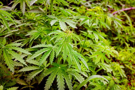 Industrial hemp, Cannabis sativa, is growing wild in agricultural field of in spring time.の写真素材