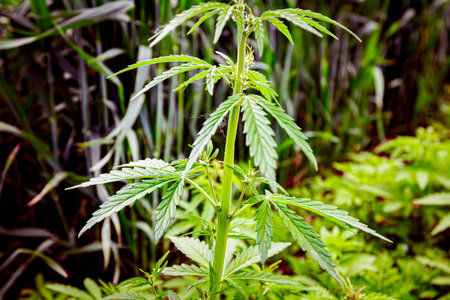 Industrial hemp, Cannabis sativa, is growing wild next to the field of green cereal at spring.