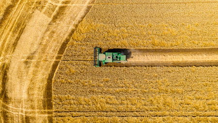 Above top view over agricultural harvester, combine as he cutting and harvesting mature wheat on farmland. Harvest time in summerの写真素材