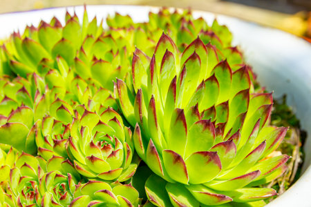 Close up shot of pile of the Sempervivum tectorum, succulent Houseleek or Crassulaceae plant that is growing in flower pot.の写真素材