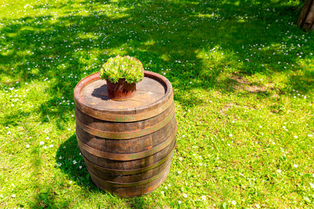Pile of succulent, Houseleek or Crassulaceae plant is growing in rusty metal can placed in the...
