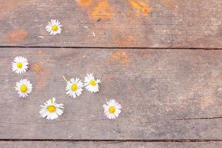 Pile of picked white Daisy flowers placed on wooden barrel planks.の写真素材