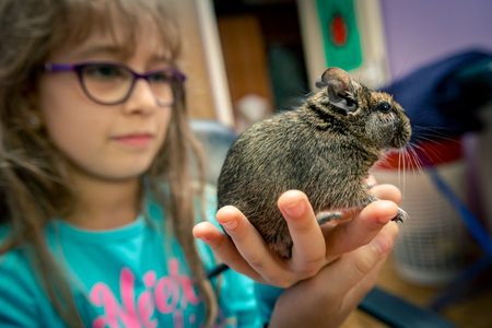 Little happy girl holds in her hand domestic pet, cute, cuddly Chilean degu chinchilla.の写真素材