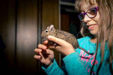 Little happy girl holds in her hand domestic pet, cute, cuddly Chilean degu chinchilla.の写真素材