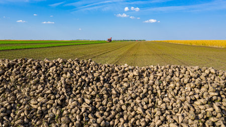 Above view on sugar beet stacked in large pile, in background agricultural machine, harvester is cutting and harvesting sweet roots at farm field.の写真素材