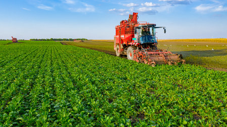 Above view on two agricultural machines, harvesters as cutting and harvesting together mature sugar beet roots at farm field, teamwork.の写真素材
