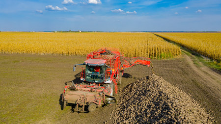 Above dolly move, orbit around harvester for cutting and harvesting mature sugar beet roots is unloading, transferring freshly harvested cargo over conveyor to the ground in long big pile.の写真素材