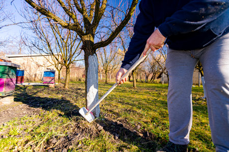 Farmer use brush, whitewashing fruit trunk as method of heat protection of Sun, slows down...
