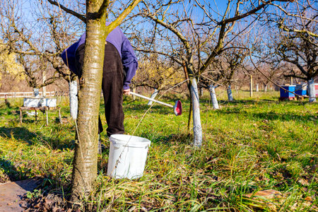 Farmer use brush, whitewashing fruit trunk as method of heat protection of Sun, slows down vegetation, blooming at early spring. Painting lime against diseases, fungus, or damage bark by rodents.の写真素材