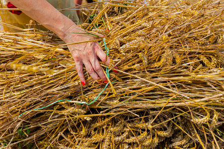 Close-up of woman hand as collecting small sheaves of fresh mowed wheat to make a bigger pile.