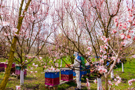 Farmer in protective clothing sprays fruit trees in orchard using long sprayer to protect them with chemicals from fungal disease or vermin at early springtime, near bee colony, apiaryの写真素材